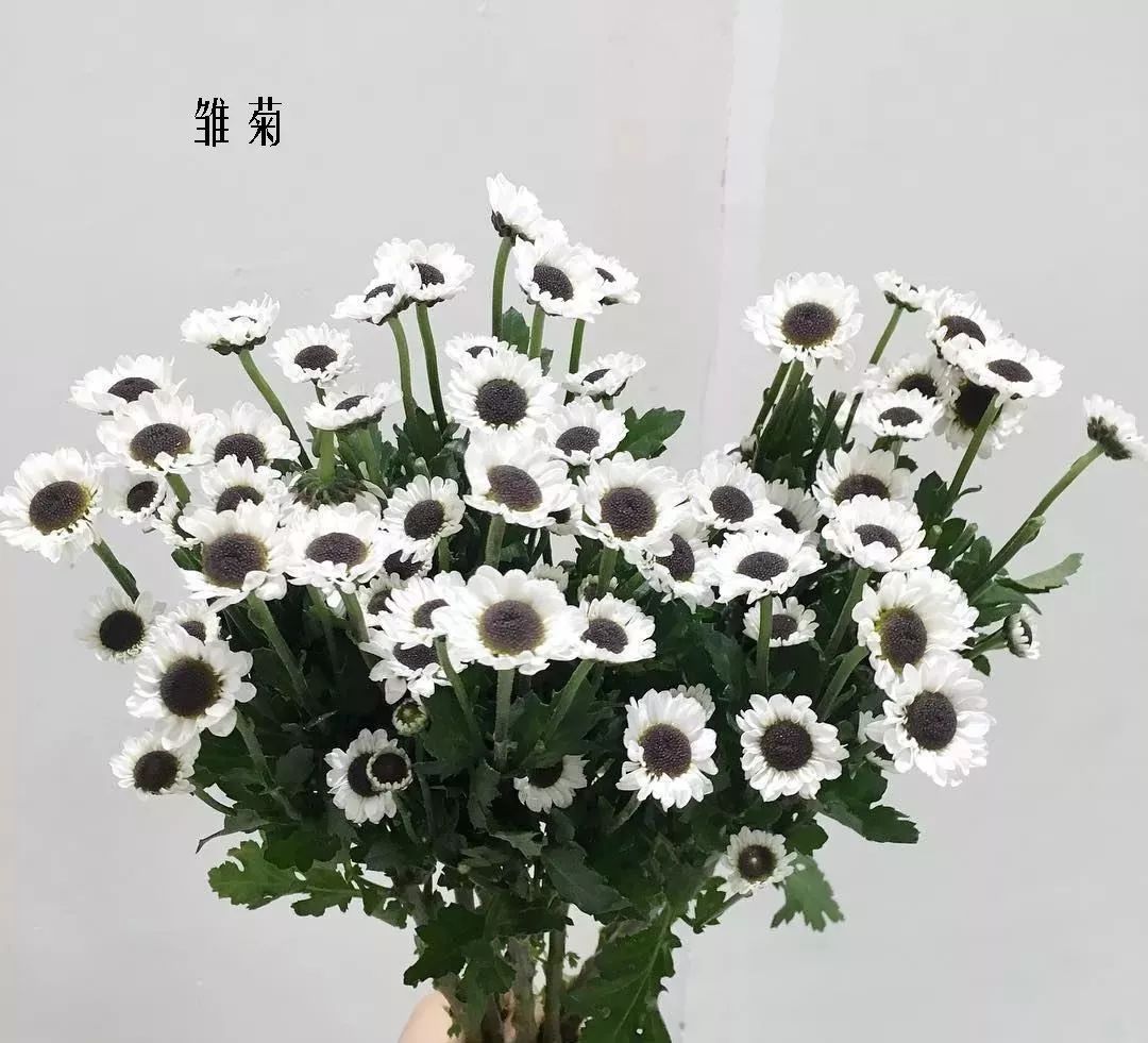 鲜花店常见花材品种大全,花店里同款的两种不同价格的花材