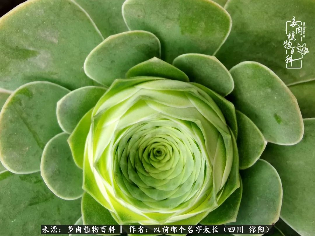 山地玫瑰夏天,山地玫瑰花怎么玩