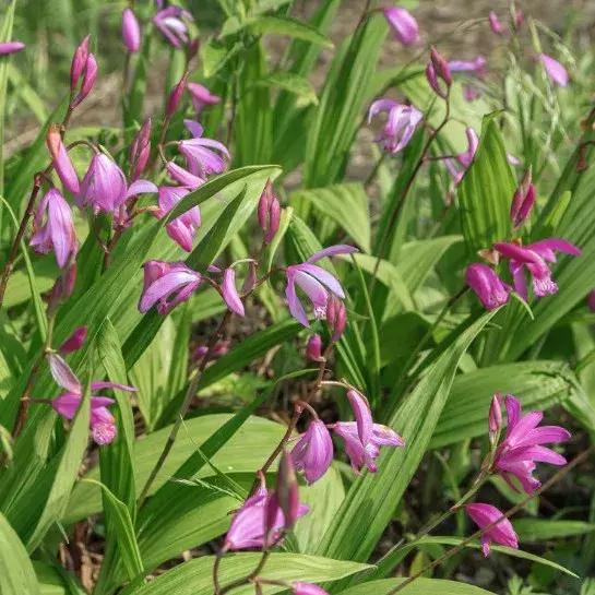 园林耐阴药大全,园林耐阴苗木套种花