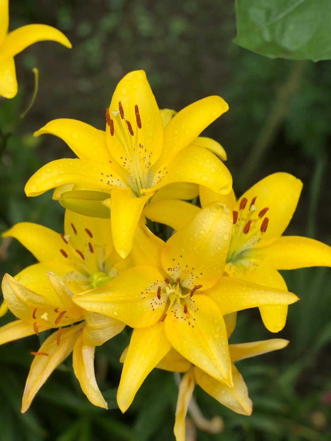 冬日里的鲜花依然盛开,冬日里盛开的第一朵鲜花