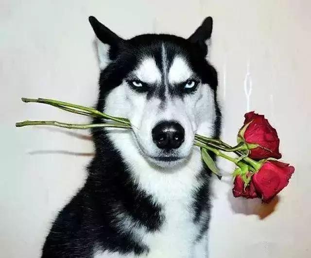 哈士奇吃什么狗粮性价比高,哈士奇吃鸡肉狗粮还是牛肉狗粮