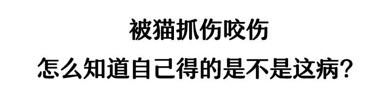 被流浪猫咬了24小时有什么事,被感染新冠的猫咬了一口