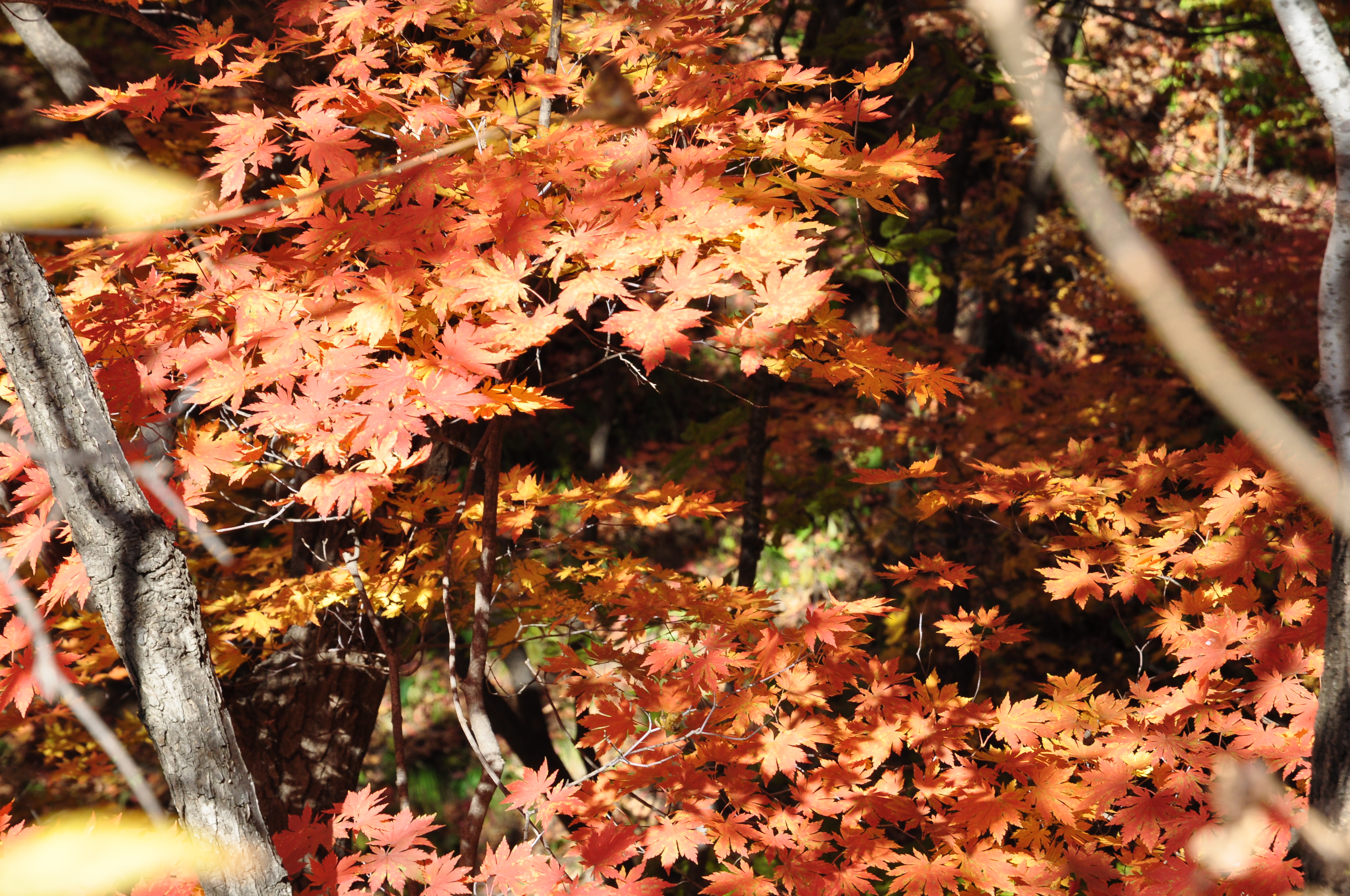 此时的辽宁不进景区照样处处风景，我带5位女同学野山里玩了一天