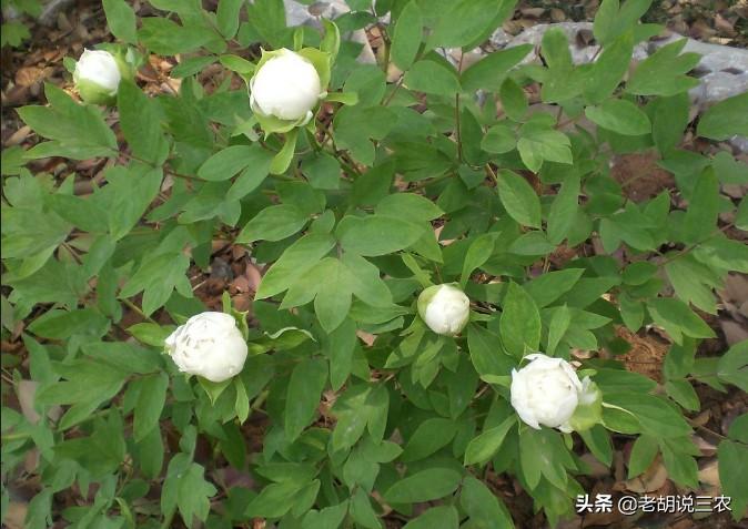 白芍种植技术及亩收益标准,白芍药材亩产多少