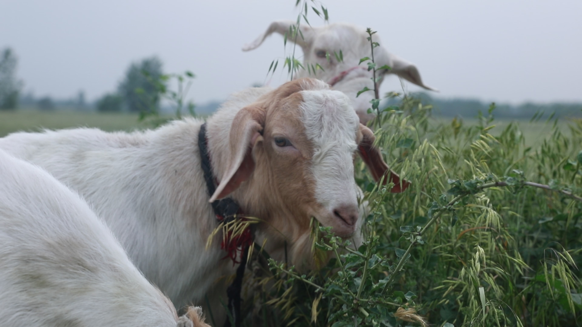 羊中暑如何防止,夏季羊中暑了怎么办