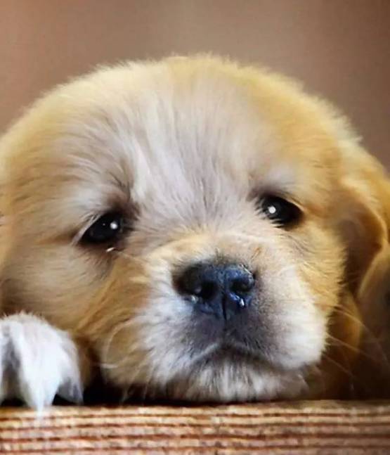 让狗狗开心的方法,让狗狗幸福的7件事