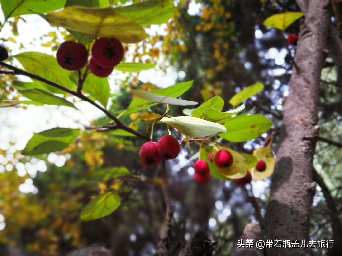 兰州一日游大学生,兰州大学榆中一日游