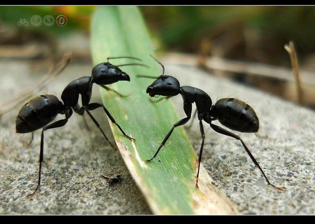 用尿浇蚂蚁窝,尿冲蚂蚁窝