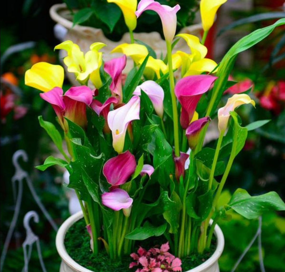 养马蹄莲,霜降以后注意这些细节,开花更美艳