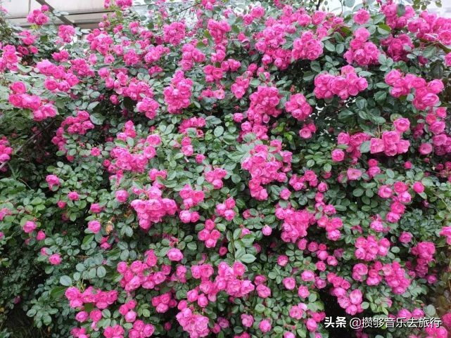 彭山网红打卡地南巷街,成都红枫岭网红打卡地