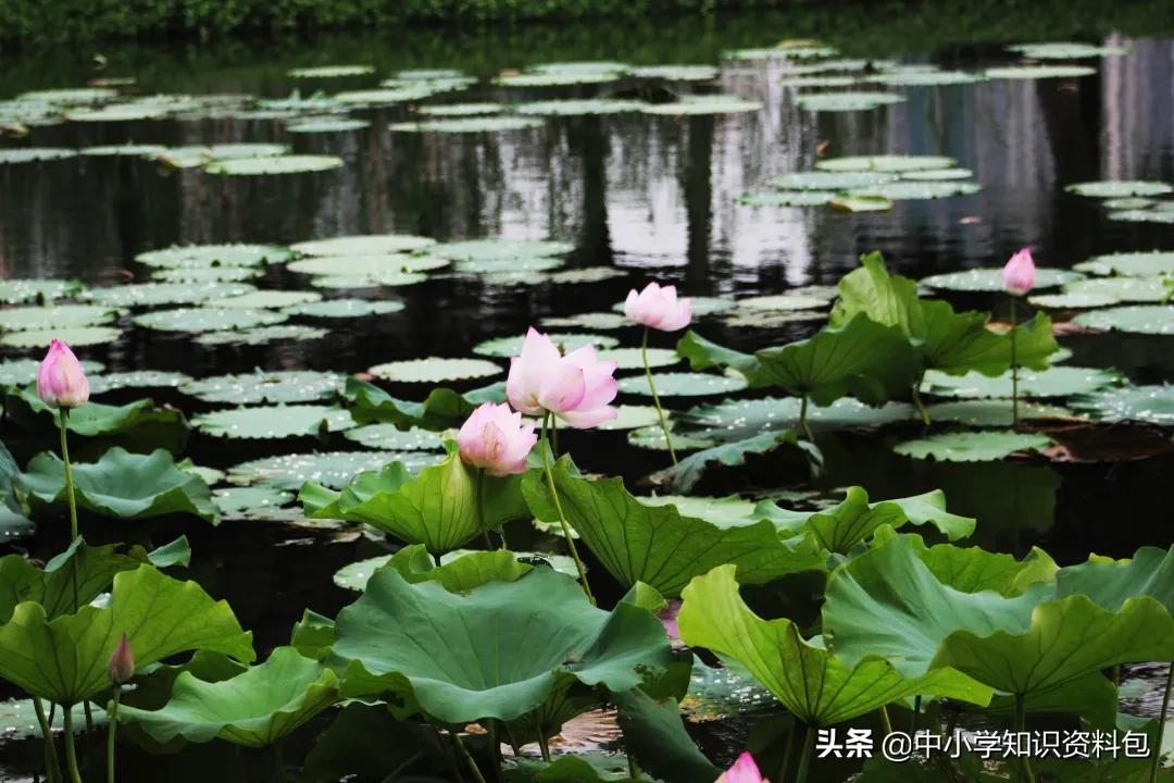 当花遇见诗词每一朵花开都是春天,当花遇上诗词每一朵花开都是春天