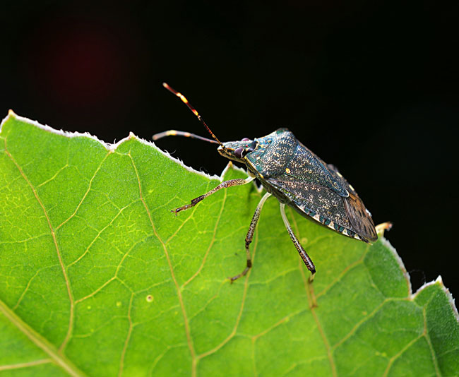臭大姐能直接打死吗,臭大姐可以直接打死吗