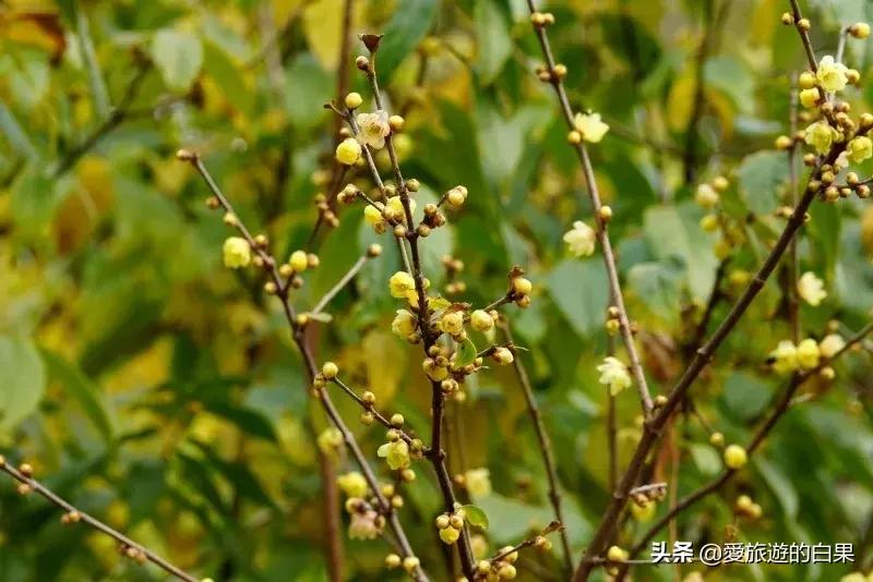 腊梅花开放视频,成都看腊梅的地方