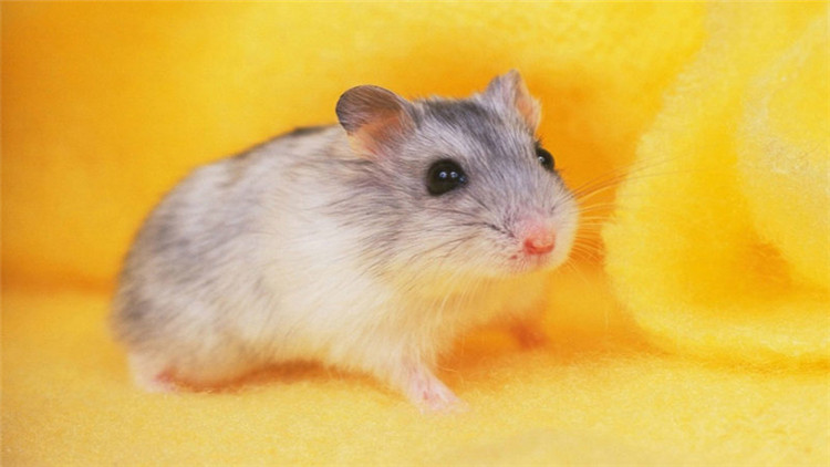 仓鼠翻肚皮是什么意思,仓鼠肚皮朝上一直发抖是怎么了