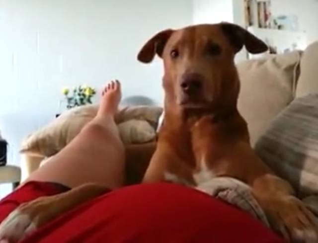 狗狗被孕妈肚子里的宝宝踢了一脚,狗狗怀孕宝宝踢肚子会生吗