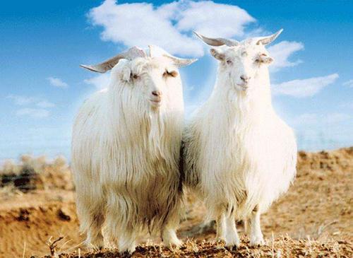内蒙古什么品种的羊肉最好,内蒙古最好吃的羊肉吃哪一种