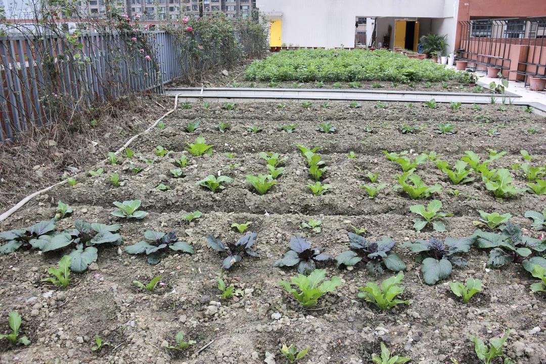 灏忔氮鎺㈡牎鏂板煄鍒嗘牎,灏忔氮鎺㈡牎宸濆ぇ