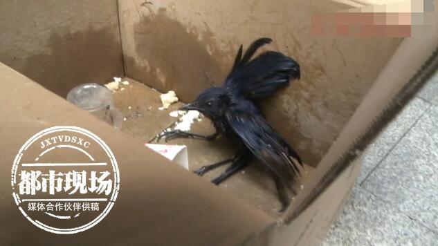 天花板上有哒哒的声音,天花板老是有噼哩叭啦的声音