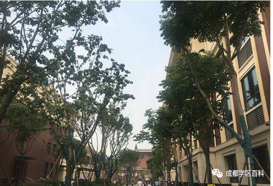 成都高新大源学校初中排名,高新区大源片区学校排名