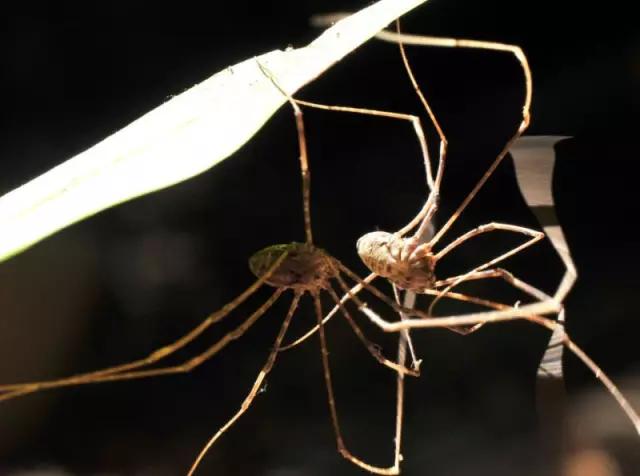 海南海里的特产动物,海南特有的珍稀动物