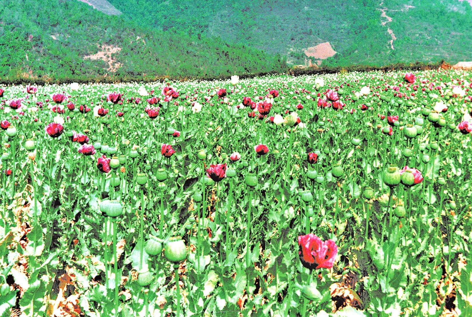 神秘金三角完整版,神秘的金三角邪与正