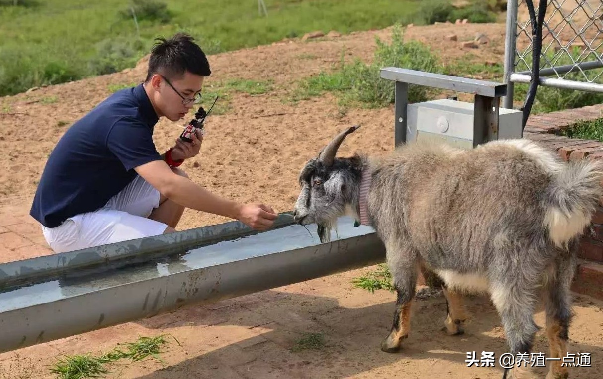 食盐中毒有什么症状,羊食盐中毒是什么症状