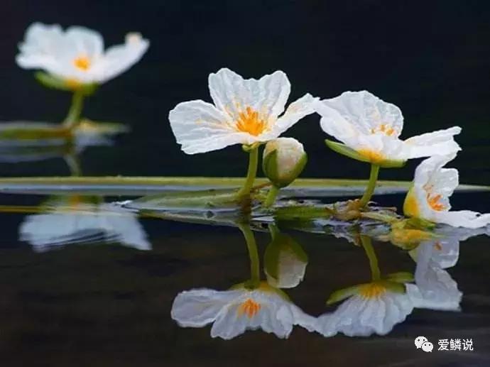 适合锦鲤池水面种植的植物,锦鲤鱼池能长什么植物