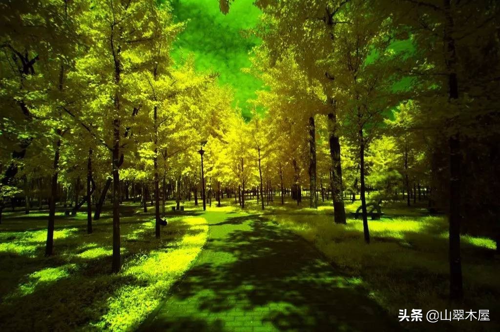 洛阳市欧亚国际学院,洛阳欧亚国际学院怎么样