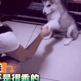 动物表情包沙雕魔性,沙雕动物爆笑瞬间表情包