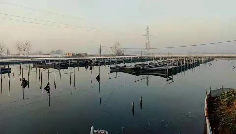 解决纤毛虫,纤毛虫防治技术