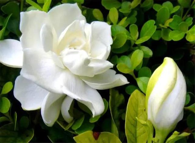 栀子花叶片发黄什么原因,栀子花叶片发黄是什么原因造成的