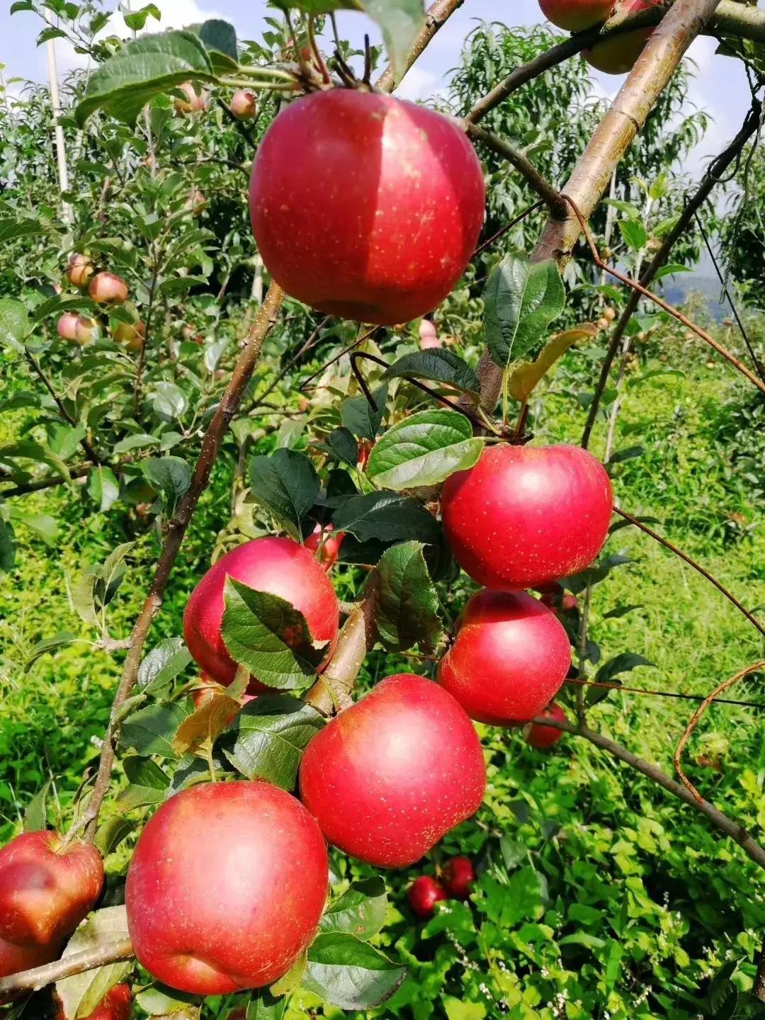 昆明采摘一日游,昆明采摘游