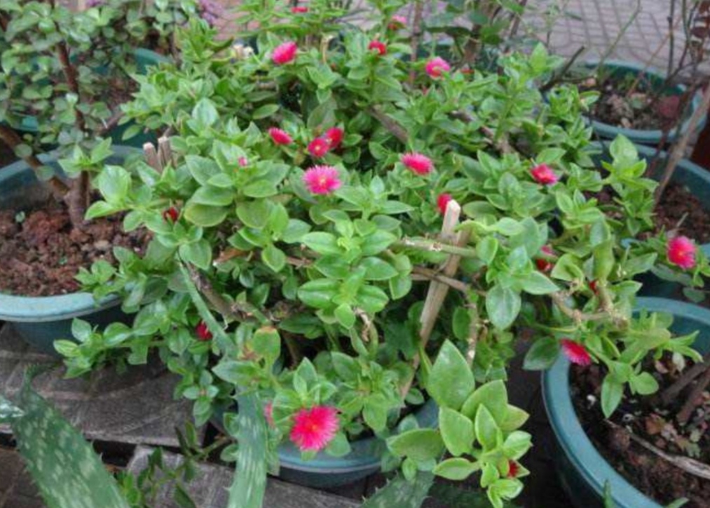 用淘米水浇花会怎么样,淘米水加白醋加糖养花正确方法