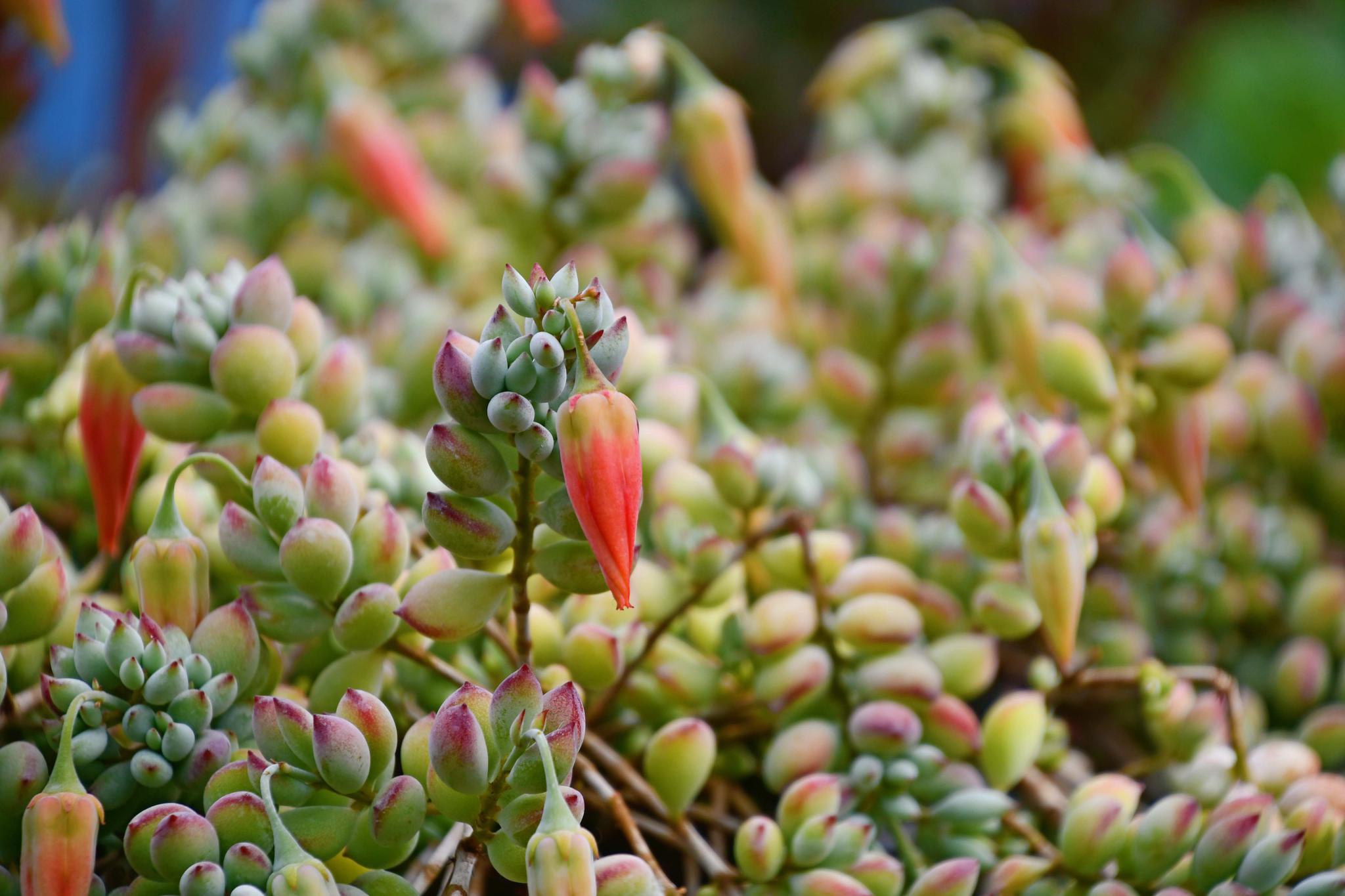 养花也要经历九九八十一难,养花的苦恼有哪些