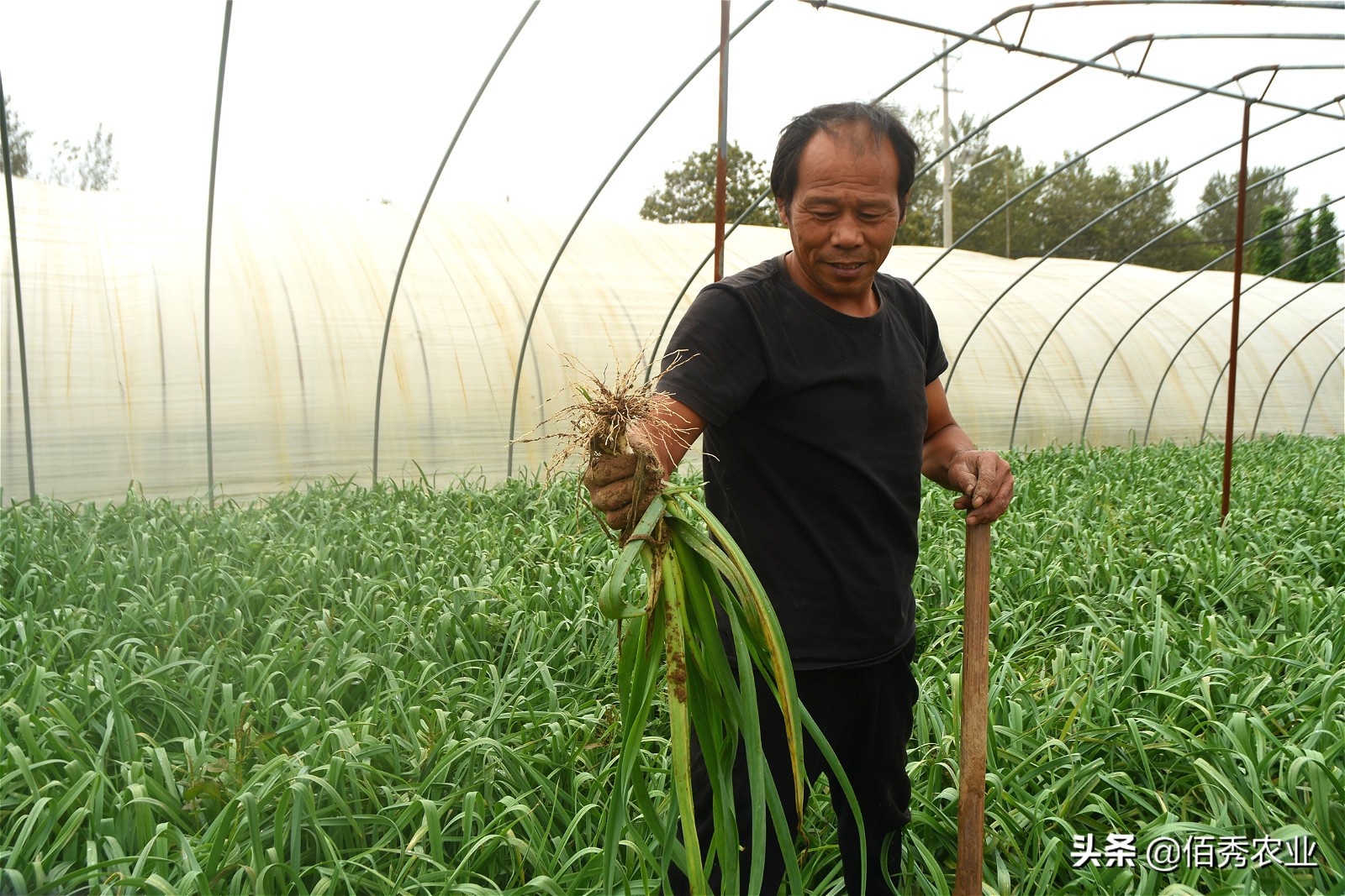 品尝自己种植的蒜苗,蒜苗种子种蒜苗是真的吗