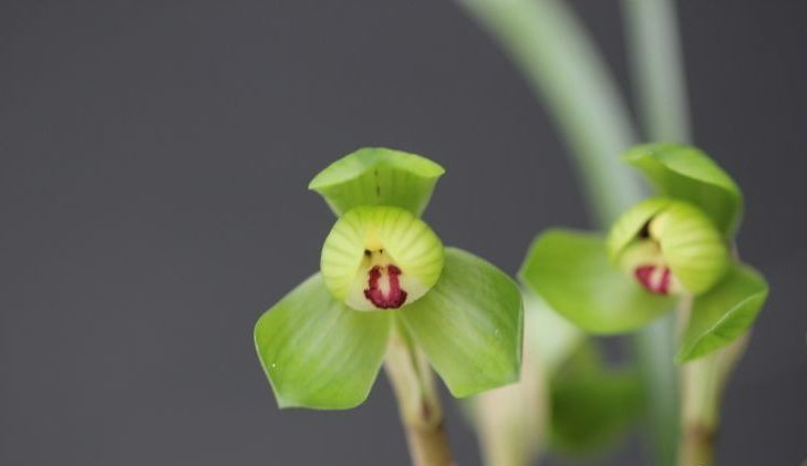 每日一品～中国兰花～春兰茗品～美芬荷