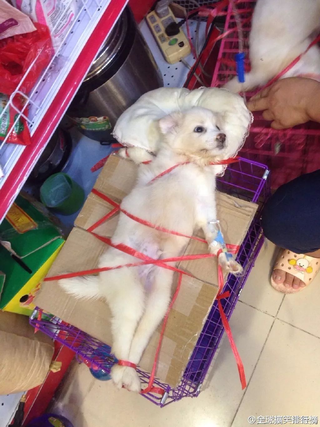 狗狗吃了有盐的东西怎么办,狗狗到底能不能吃虾呢