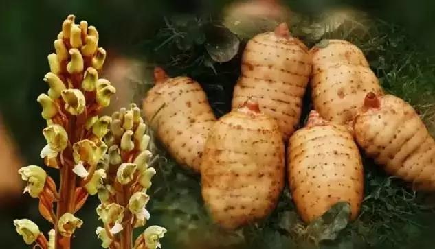 遵义娄山天麻,贵州遵义天麻虫草液