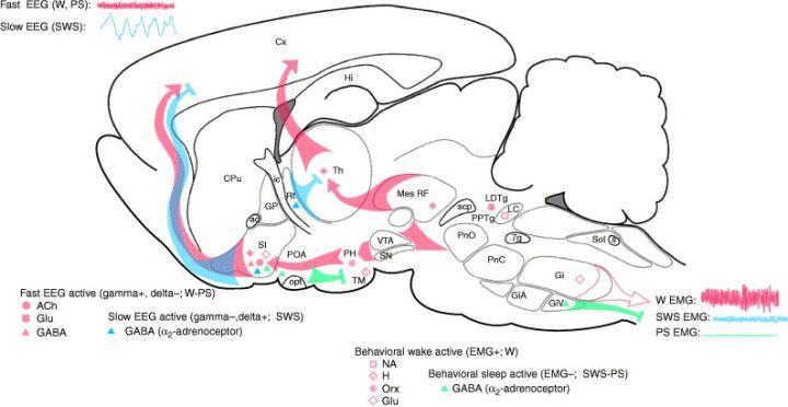 经常做梦睡不好,总是做梦睡不好怎么办中医