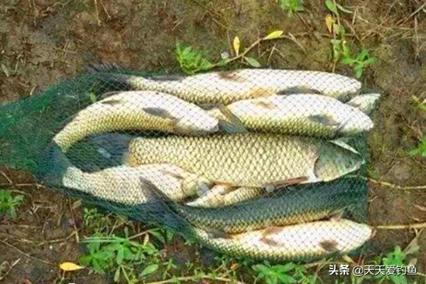 钓草鱼串钩钓浮绑法图解,串钩草鱼钓底还是钓浮