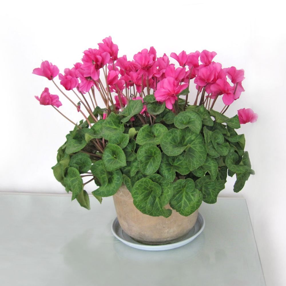 仙客来叶片干枯了球还好怎么养护,仙客来叶片发黄枯萎了怎么救活