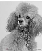 贵宾犬什么颜色最贵,贵宾犬有几种颜色