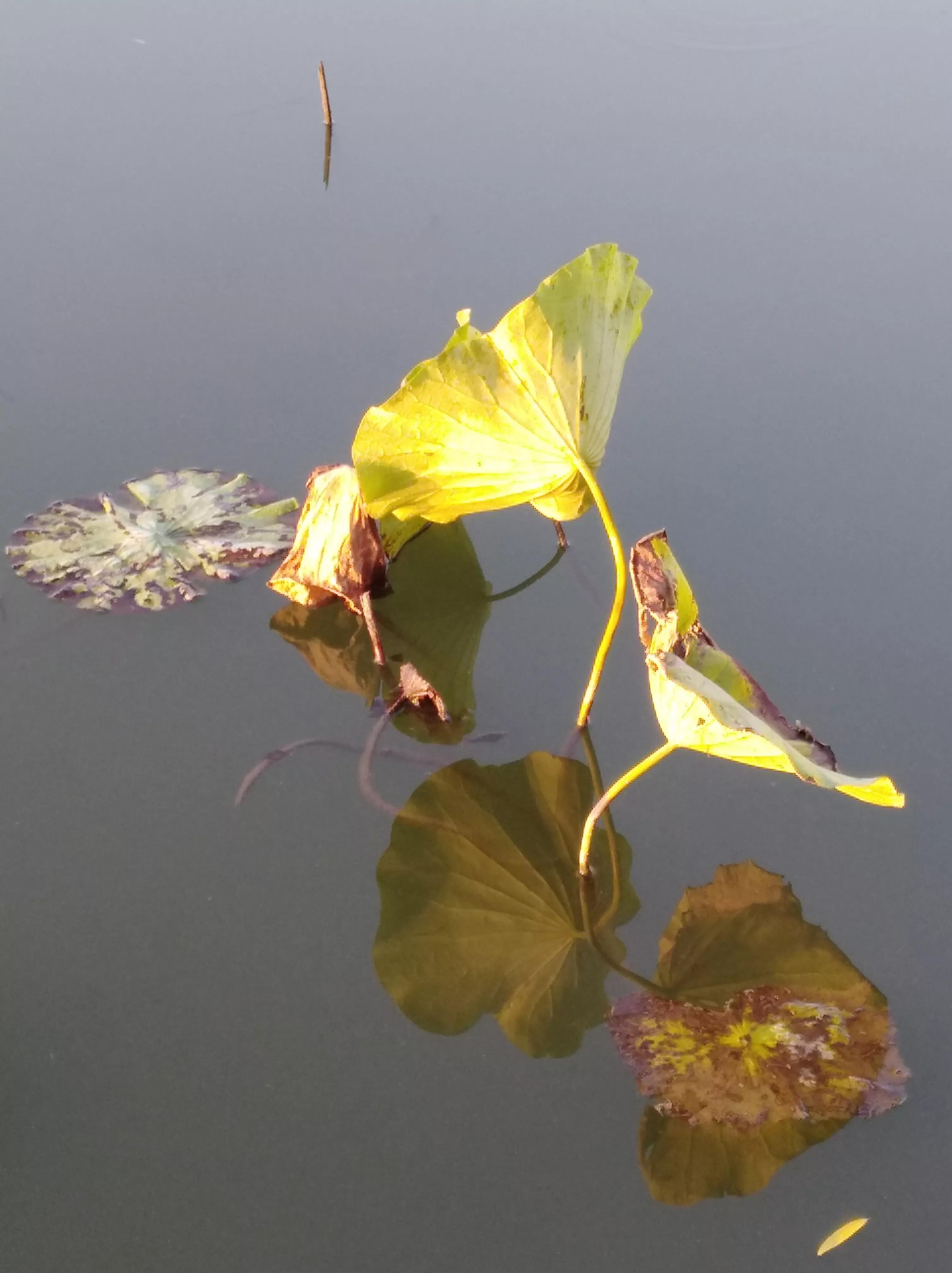 多彩的秋天绘本故事,多彩的秋天绘画