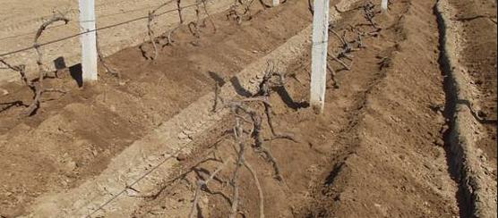 葡萄树伤流是什么原因,葡萄伤流的原因和危害