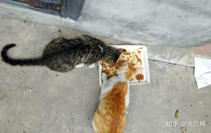 怎么养一只纯种土狗,如何养好一只土狗