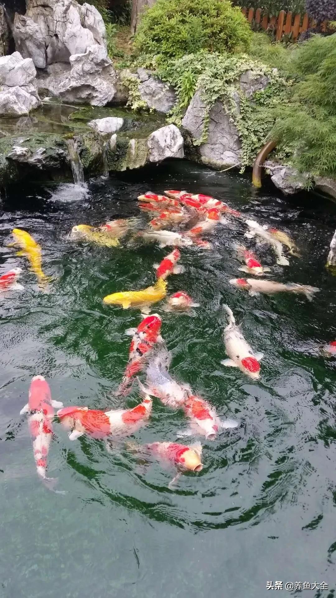 新手养的锦鲤不吃食,锦鲤不养了怎么处理掉