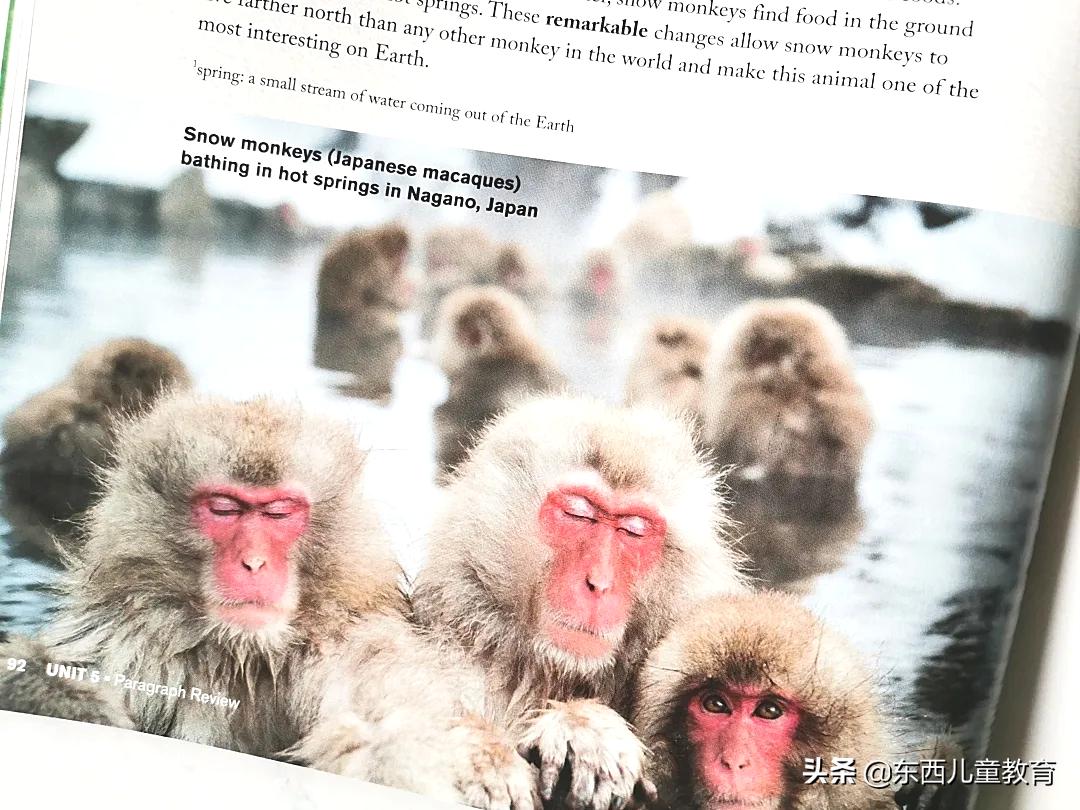 深度测评｜看看咱们的英语“牛娃四件套”能炸出多少潜在牛娃