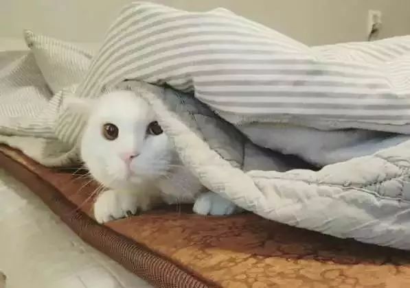 猫咪睡觉抽搐是怎么回事,猫咪睡觉时叫唤是做梦吗