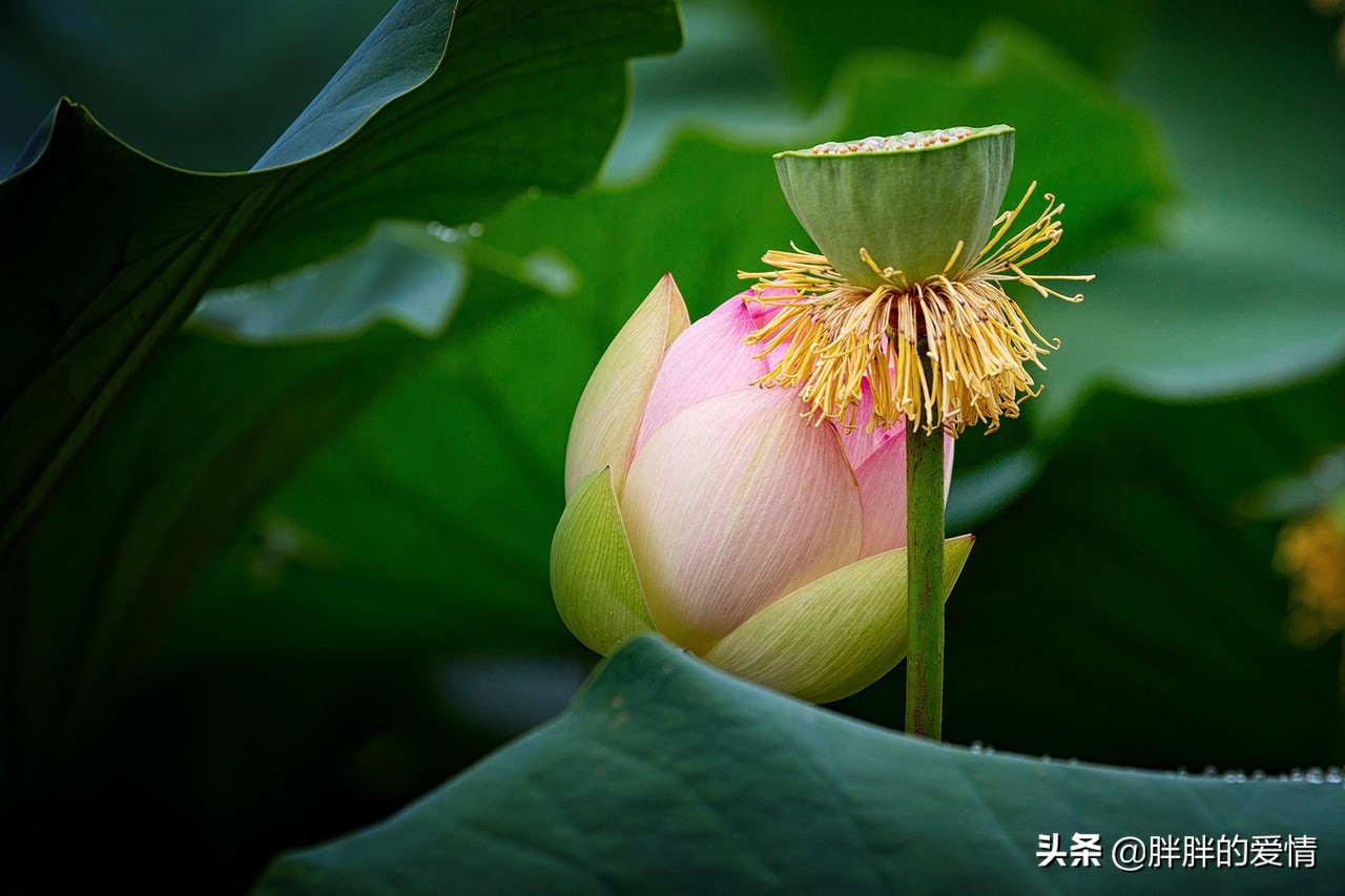 人生：品一杯浊酒，悟一世人生，观一场花开，念一世清平