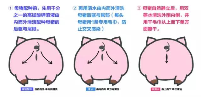 母猪深部输精一天输精几次为最佳,深部输精技术教学